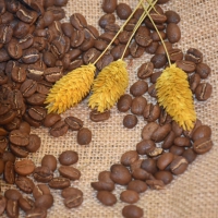 Panama Villa Donia 巴拿馬 咖啡豆 100g